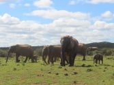 Safari in Addo Elephant Park
